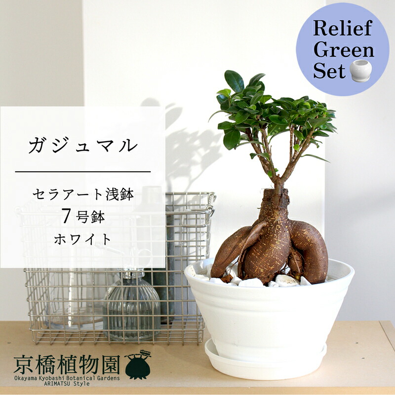 【リリーフグリーンセット】ガジュマル　7号　白セラアート鉢　×サンスベリア【陶器鉢/受け皿付き】【2鉢セット】【ミドルサイズ/インテリア/お祝い/開店祝い/引越祝い/新築祝い/ギフト/プレゼント/育てやすい/観葉植物//通販/大型/ホワイト/白】