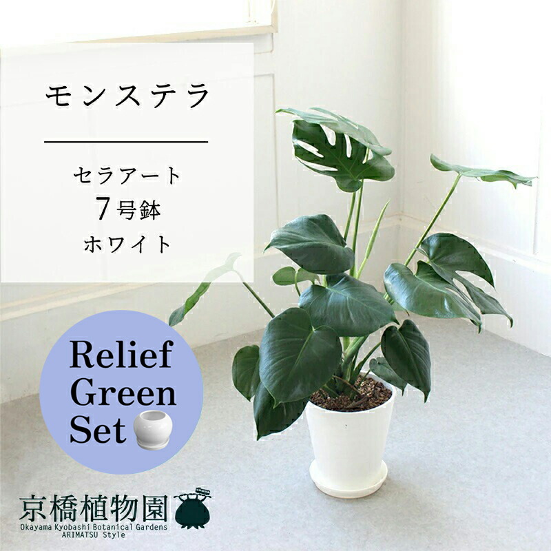 【マラソンクーポン有】【リリーフグリーンセット】【セラアート鉢／ホワイト 白】モンステラ　7号【受け皿付き】　×サンスベリア【陶器鉢/受け皿付き】【2鉢セット】