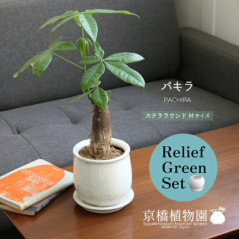 【リリーフグリーンセット】【ステララウンド：Mサイズ/陶器鉢】パキラ：バオバブフォーム【受け皿付き】&times;ガジュマル【陶器鉢/受け皿付き】【2鉢セット】｜花のアリマツ支店