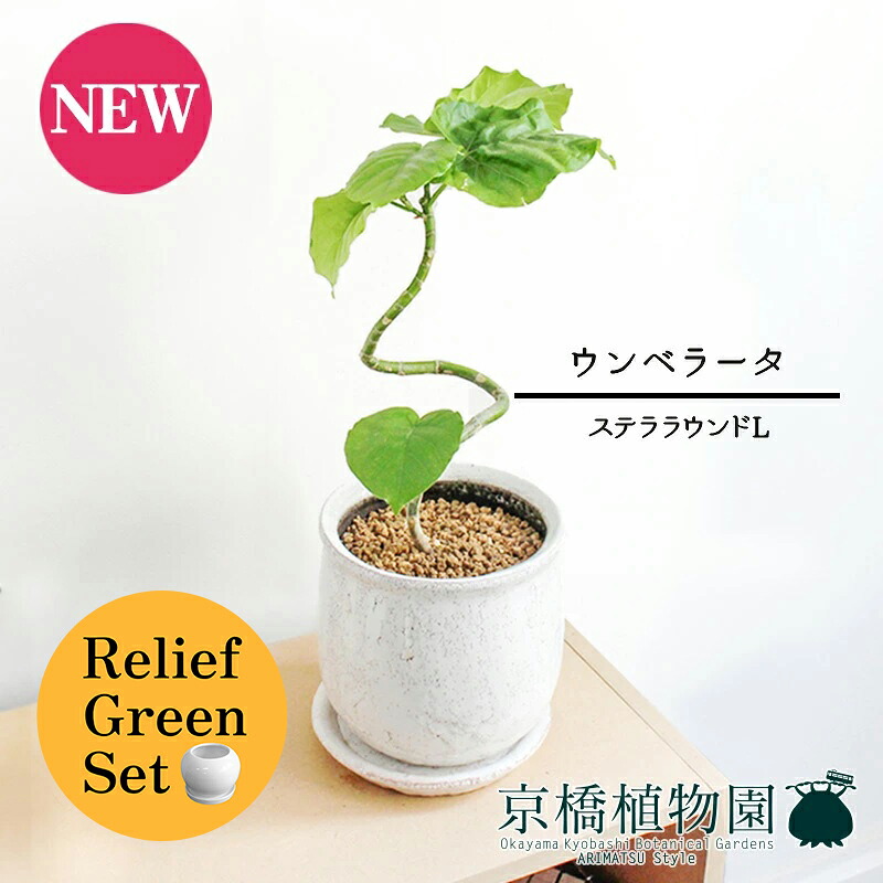 【マラソンクーポン有】【リリーフグリーンセット】【ステララウンド：Lサイズ/陶器鉢】ウンベラータ　曲がり【受け皿付き】4G×フランスゴム　曲がり【陶器鉢/受け皿付き】【2鉢セット】