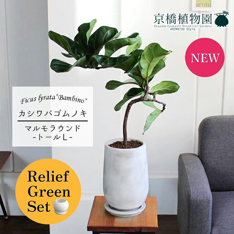 【15日はP5倍！】【マラソンクーポン有！】【リリーフグリーンセット】【マルモラウンドトールLサイズ】カシワバゴムノキフィカス・リラータ)バンビーノ　曲がり【受け皿付き】×フランスゴム　曲がり【陶器鉢/受け皿付き】【2鉢セット】