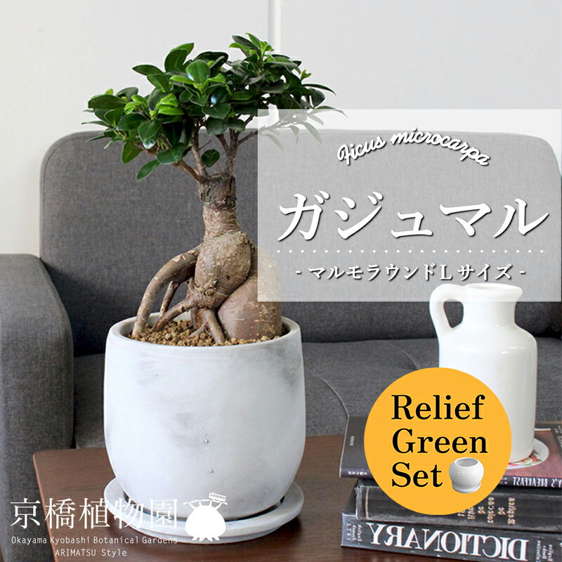 【マラソンクーポン有】【リリーフグリーンセット】【マルモラウンドLサイズ】ガジュマル【受け皿付き】×フランスゴム　曲がり【陶器鉢/受け皿付き】【2鉢セット】