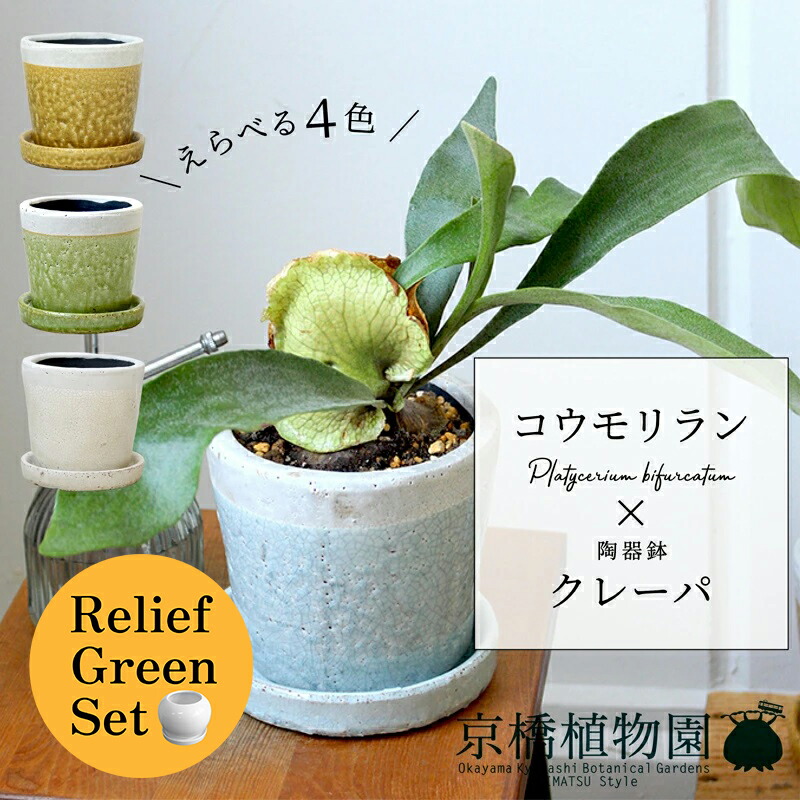 【15日はP5倍！】【リリーフ緑であること仕掛ける】蚊食い鳥幽客×ツートンカラー瀬戸もの鉢・クレーパ【受け皿付】5G×フランス共和国天然ゴム 曲がり【瀬戸もの鉢/受け皿付き添い人】【2鉢仕掛ける】