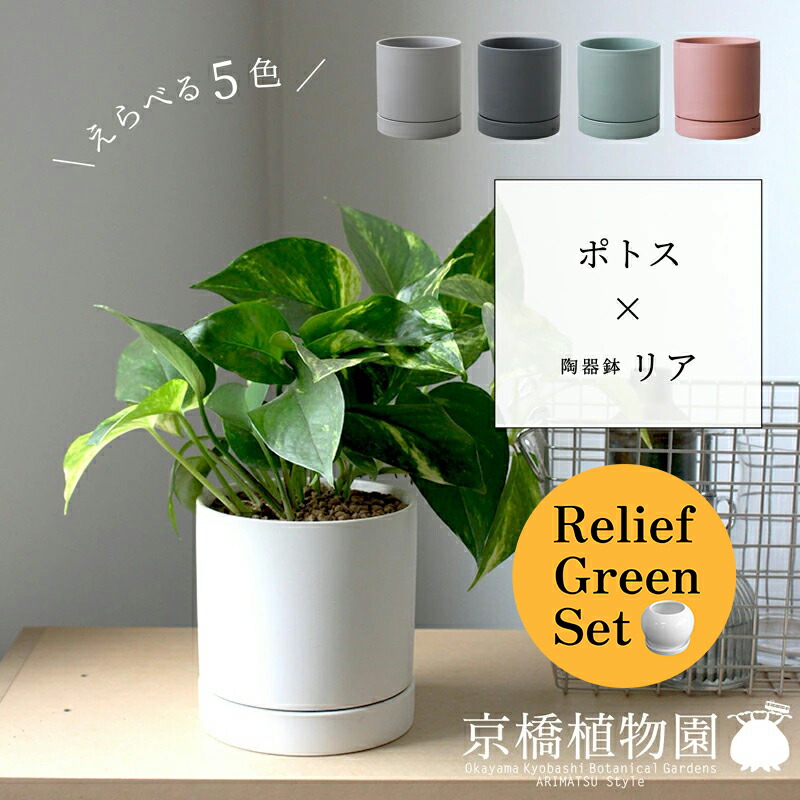 【15日はP5倍！】【リリーフ緑であること仕かける】【えらべる色合い】オウゴンカズラ×瀬戸もの鉢・後ろ側【受け皿付】POT×フランス共和国天然ゴム 曲がり【瀬戸もの鉢/受け皿付き添い人】【2鉢仕かける】 観葉植物-花・観葉植物