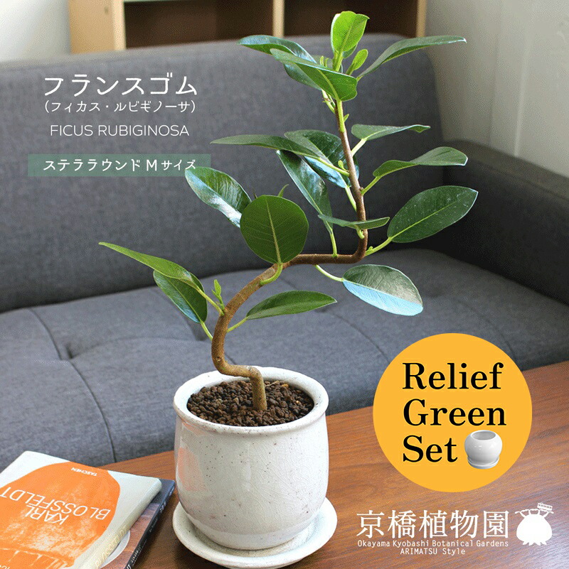 【マラソンクーポン有!】【リリーフグリーンセット】【ステララウンド:Mサイズ/陶器鉢】フランスゴム【超曲がり】【受け皿付き】×フランスゴム 曲がり【陶器鉢/受け皿付き】【2鉢セット】|花のアリマツ支店