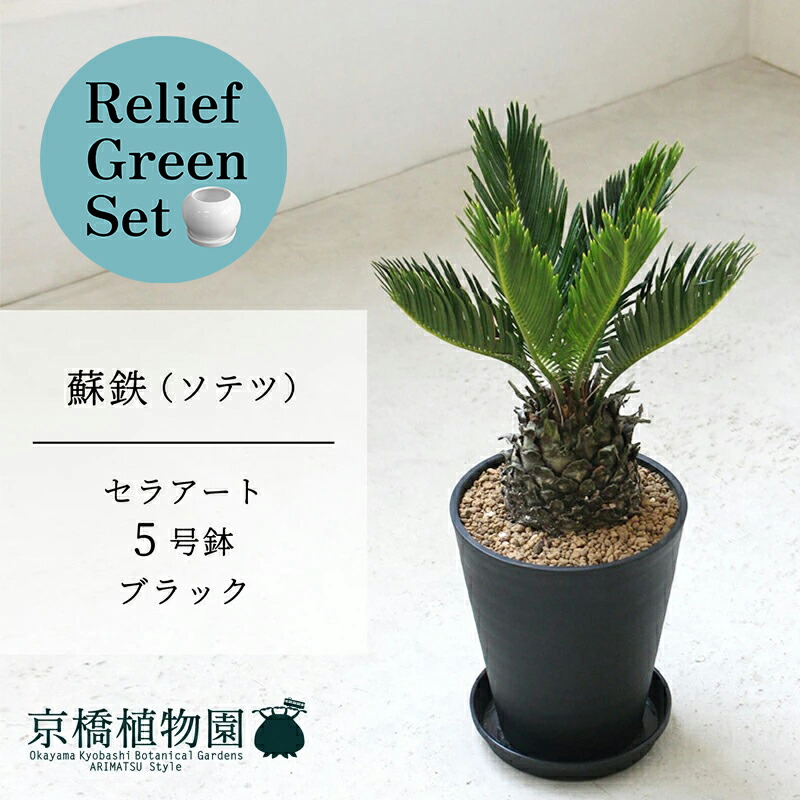 【15日はP5倍！】【リリーフ緑であること仕かける】【セラアート鉢／黒いこと】蘇鉄（ソテツ） 5号【受け皿付き添い人】×ガジュマル【瀬戸もの鉢/受け皿付き添い人】【2鉢仕かける】 花・ガーデン・DIY-花・観葉植物