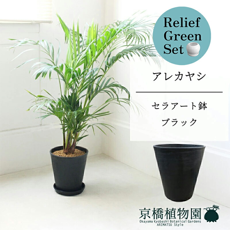 楽天市場】【選べる鉢色】トックリヤシ 7号セラアート鉢植え （h35