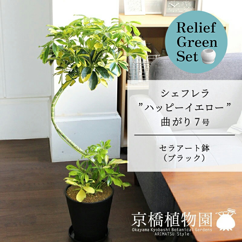 【マラソンクーポン有】【リリーフグリーンセット】【セラアート鉢：ブラック】シェフレラ‘ハッピーイエロー’　曲がり7号×ガジュマル【陶器鉢/受け皿付き】【2鉢セット】