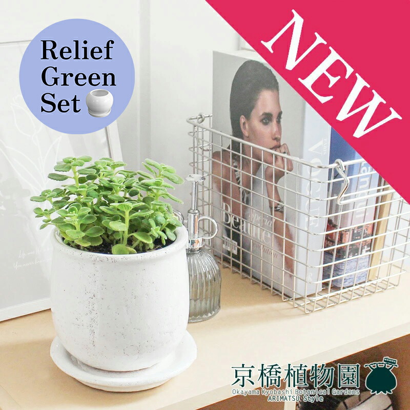 【リリーフグリーンセット】【ステララウンド：Mサイズ/陶器鉢】ハーブ アロマティカス【受け皿付き】×サンスベリア【陶器鉢/受け皿付き】【2鉢セット】
