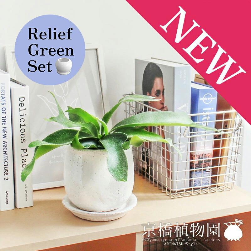 【リリーフグリーンセット】【ステララウンド：Mサイズ/陶器鉢】コウモリラン・ビフルカツム【受け皿付き】×サンスベリア【陶器鉢/受け皿付き】【2鉢セット】
