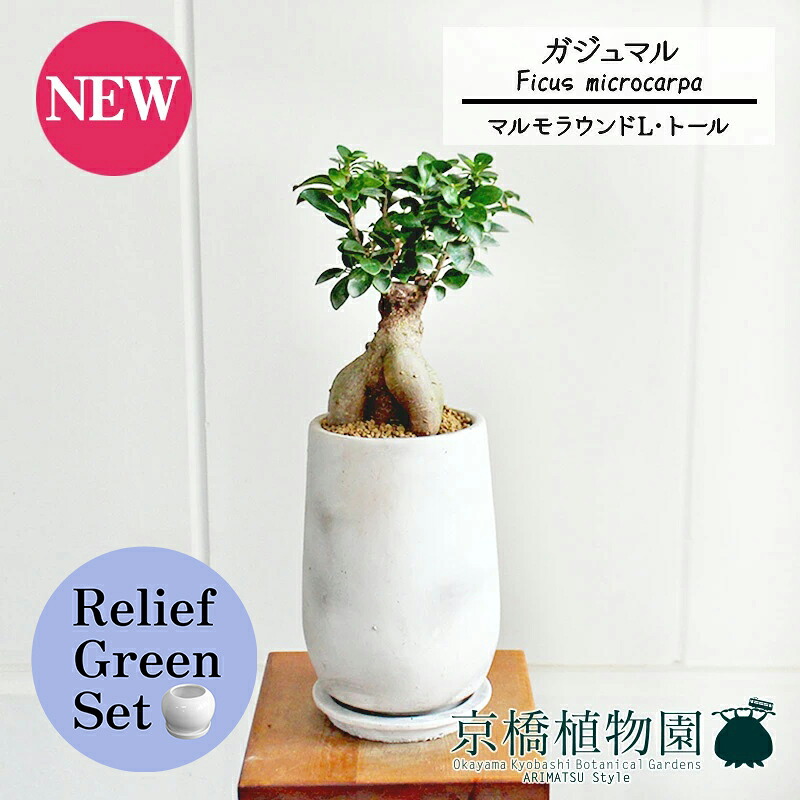 【マラソンクーポン有】【リリーフグリーンセット】【マルモラウンドトールLサイズ】ガジュマル【受け皿付き】7G×サンスベリア【陶器鉢/受け皿付き】【2鉢セット】