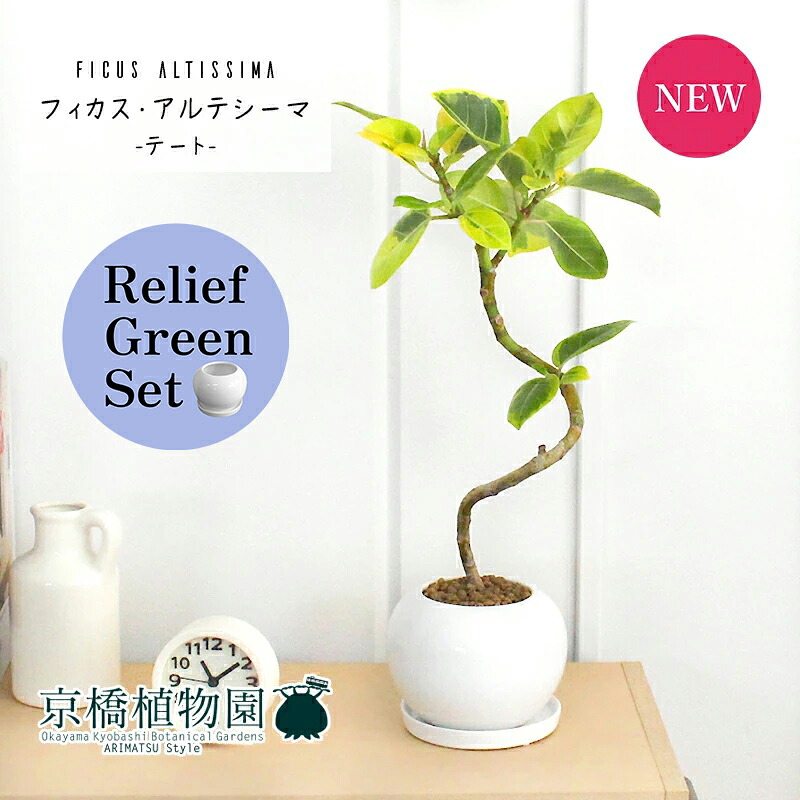 【マラソンクーポン有!】【リリーフグリーンセット】【テート陶器鉢/ホワイト】フィカス・アルテシーマ 曲がり【受け皿付き】4G×サンスベリア【陶器鉢/受け皿付き】【2鉢セット】|花のアリマツ支店