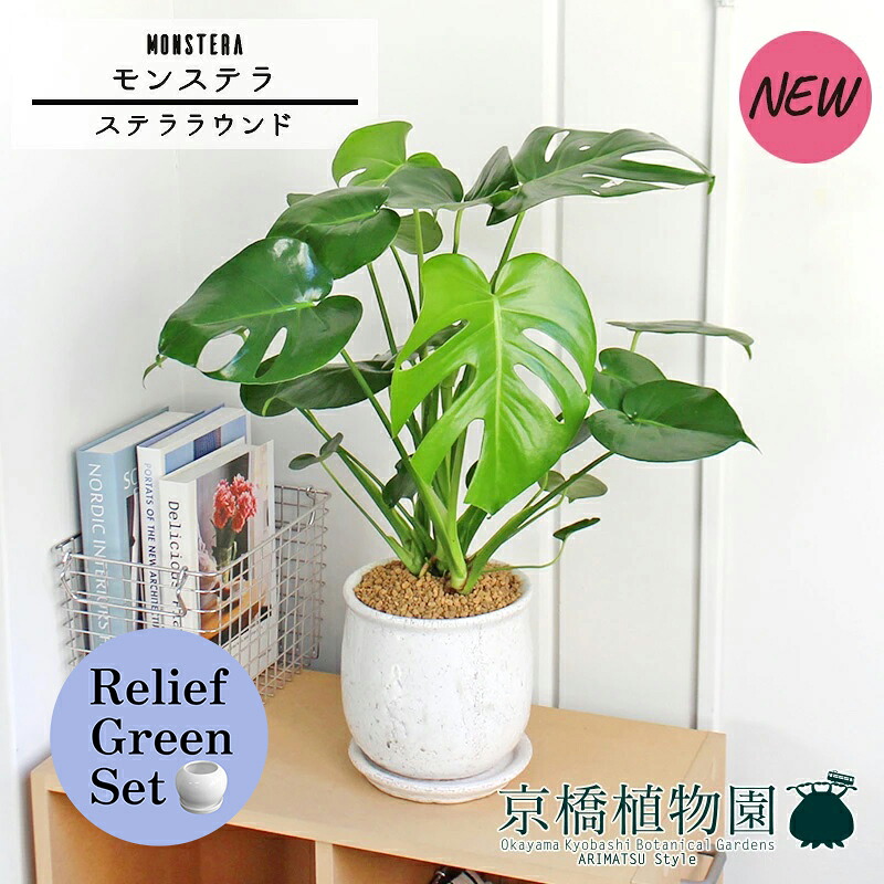 【マラソンクーポン有！】【リリーフグリーンセット】【ステララウンド：Lサイズ/陶器鉢】モンステラ 【受け皿付き】5G&times;サンスベリア【陶器鉢/受け皿付き】【2鉢セット】｜花のアリマツ支店