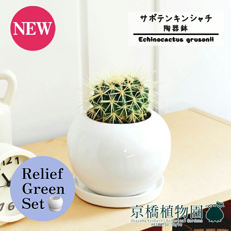 【15日はP5倍！】【リリーフ緑であること仕かける】【瀬戸もの鉢/白いこと】カクタス 金鯱（キン鯱）【受け皿付き添い人】3.5G×サンスベリア【瀬戸もの鉢/受け皿付き添い人】【2鉢仕かける】 観葉植物-花・観葉植物-花・ガーデン・DIY