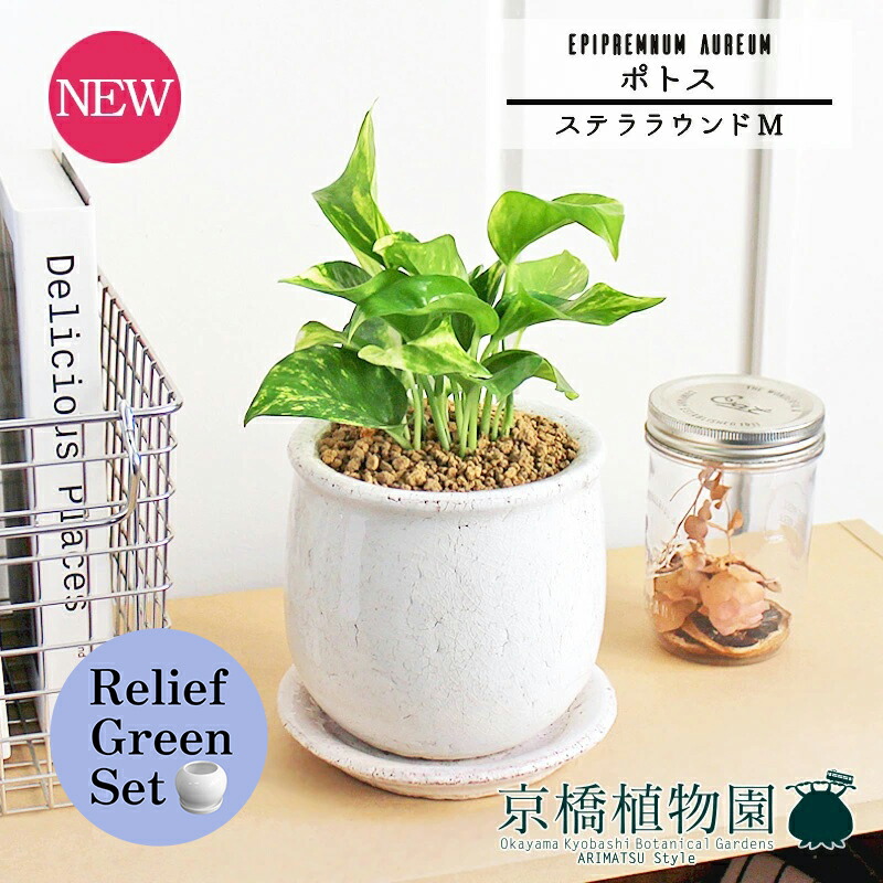 【マラソンクーポン有！】【リリーフグリーンセット】【ステララウンド：Mサイズ/陶器鉢】ポトス【受け皿付き】pot×サンスベリア【陶器鉢/受け皿付き】【2鉢セット】