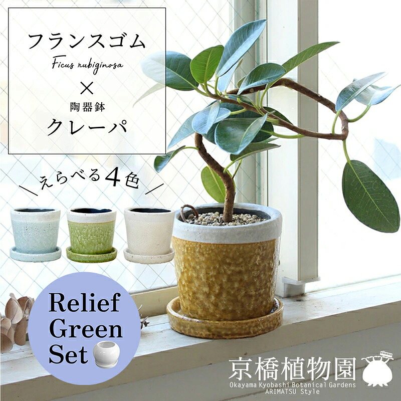 【10日はP5倍！】【マラソンクーポン有】【リリーフグリーンセット】フランスゴム×ツートンカラー陶器鉢・クレーパ【受け皿付】4G×サンスベリア【陶器鉢/受け皿付き】【2鉢セット】