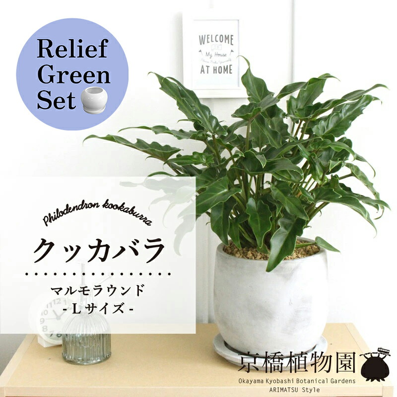 【リリーフグリーンセット】【マルモラウンドLサイズ】クッカバラ【受け皿付き】×サンスベリア【陶器鉢/受け皿付き】【2鉢セット】