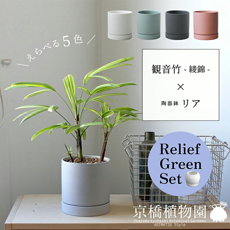 【マラソンクーポン有!】【リリーフグリーンセット】【えらべるカラー】観音竹-綾錦-×陶器鉢・リア【受け皿付】4G×サンスベリア【陶器鉢/受け皿付き】【2鉢セット】|花のアリマツ支店
