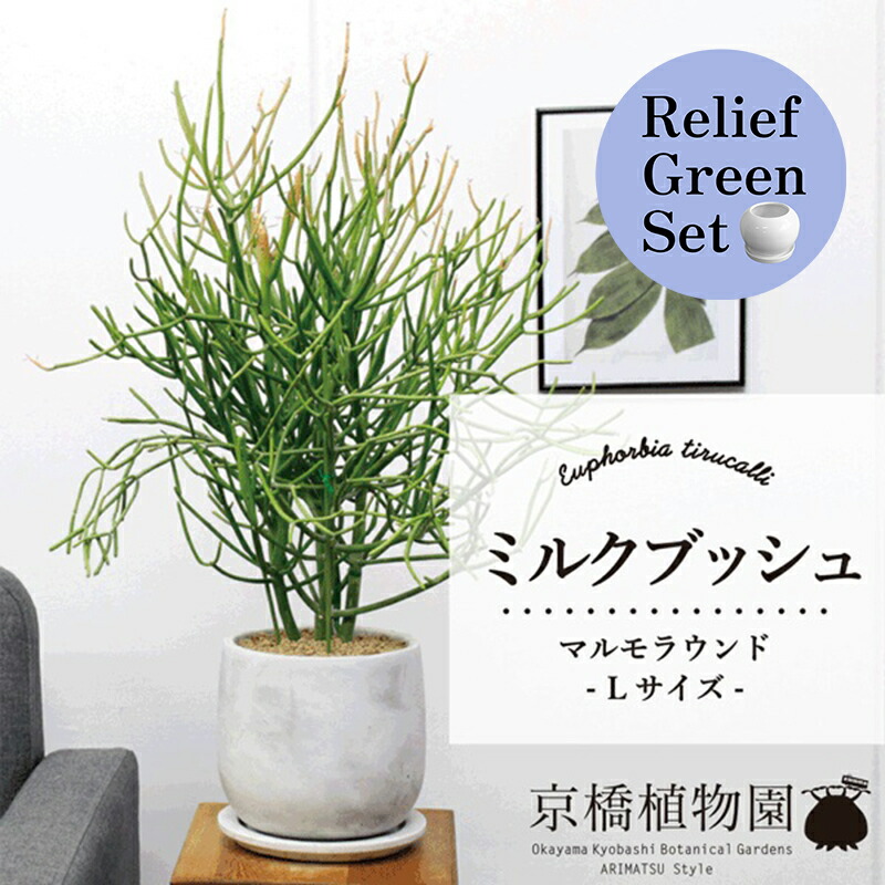 楽天市場】観葉植物 インテリアグリーン ビザールプランツ ミドリ