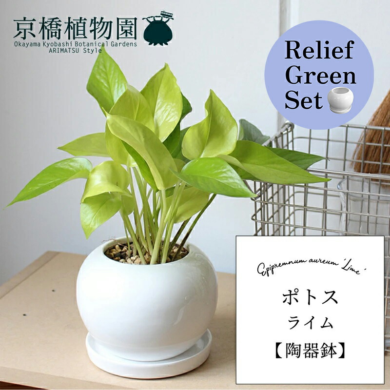 【リリーフグリーンセット】ポトス・ライム【陶器鉢/受け皿付】×サンスベリア【陶器鉢/受け皿付き】【2鉢セット】