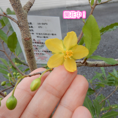 楽天市場 ミッキーマウスの木 オクナ セルラタ ミッキーマウスツリー ミッキーの木 来年用値下げ 花の店 山ぼうし