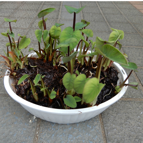 楽天市場 育てるヤツガシラ 水性植物 メダカの飼育 ビオトープに 花の店 山ぼうし