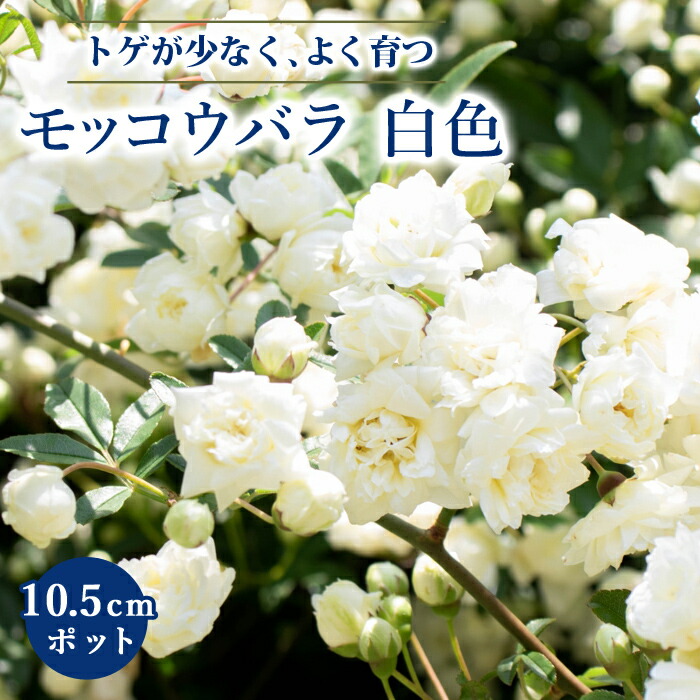 楽天市場】モッコウバラ 苗木 黄色 10.5cmポット ガーデニング 園芸 つるバラ 生育旺盛 育てやすい 木香薔薇 バラ苗 苗 薔薇 rose :  花の大和 楽天市場店