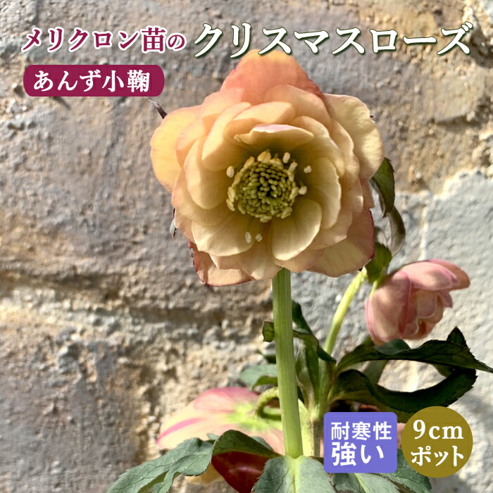 人気の小輪あんず小鞠（こまり）✨dd✨ミヨシ♥クリスマスローズ✨かわいい 楽天市場】ミヨシのクリスマスローズ あんず小鞠 八重咲き・中小輪