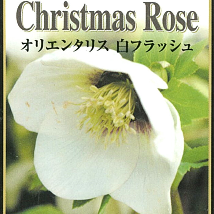 楽天市場】クリスマスローズ チベタヌス 花苗 原種クリスマス
