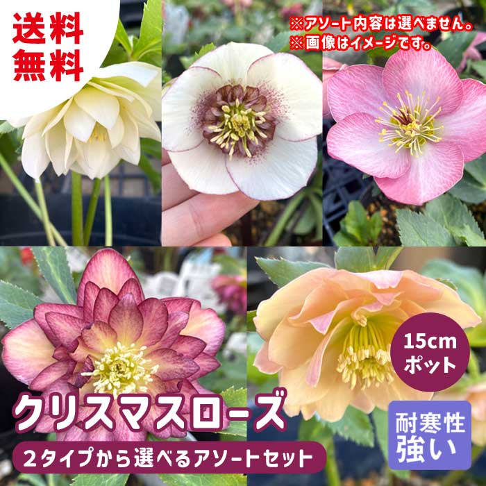 クリスマスサクラ色 苗【 2印字機から選ぶ アソート 書き割り 】15糎ポット メリクロン苗 冬 花やしき 耐寒性 ガーデニング ヘレボルス ミヨシ 貨物輸送無料