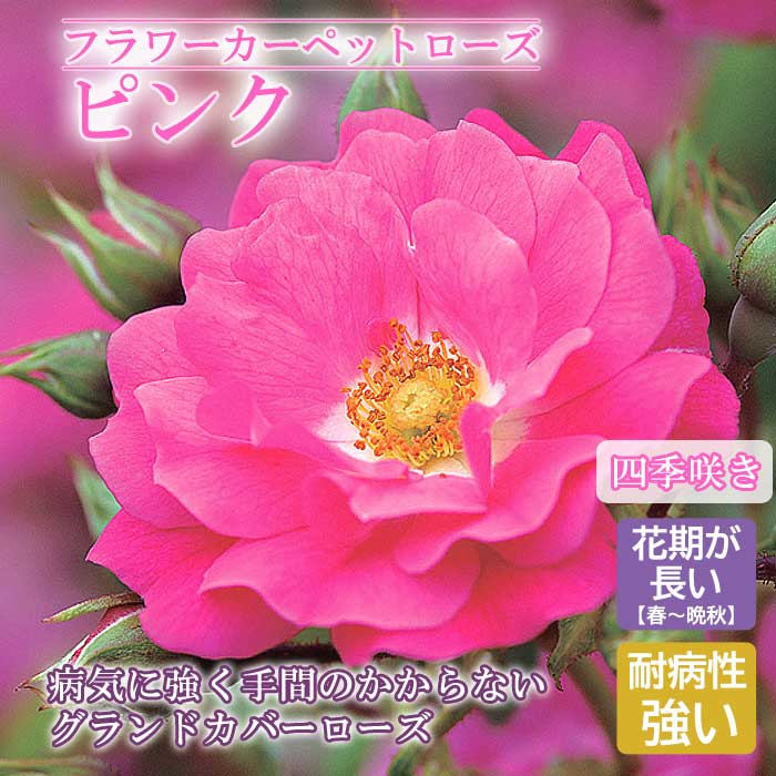 楽天市場】バラ 苗 フラワーカーペットローズ 【ピンクスプラッシュ