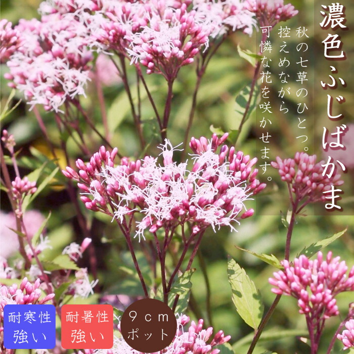 白①山野草 ピンクのフジバカマ(藤袴) 大株 山野草の石田精華園 / フジバカマ 本性品(国内種) 3号(9cmポット