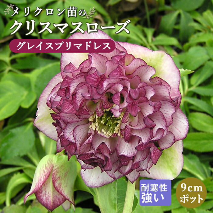 クリスマスローズ 苗 プリマドレス ９ｃｍポット メリクロン苗 グレイス