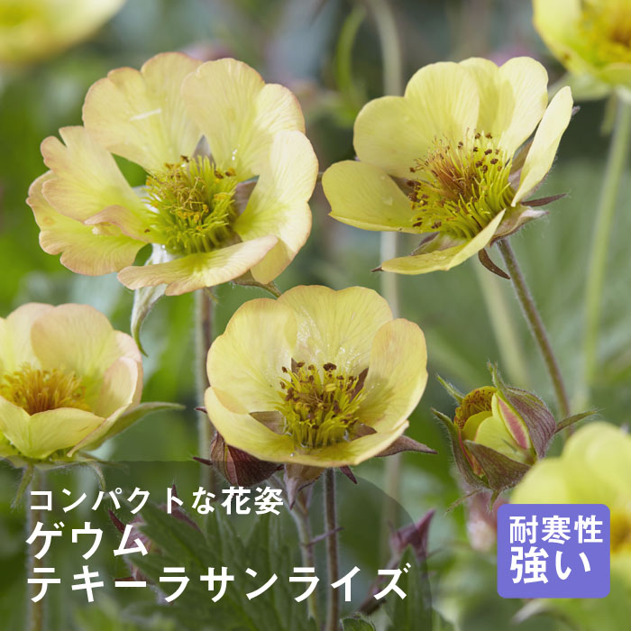 宿根草 苗 ９ｃｍロングポット バラに合う テキーラサンライズ ゲウム