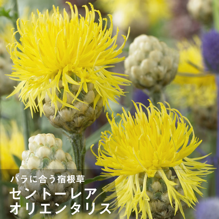 宿根草 苗 セントーレア ９ｃｍロングポット オリエンタリス バラに合う