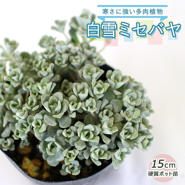 楽天市場 山野草苗 白雪ミセバヤ 多肉植物 １５ｃｍ硬質ポット 苗 花の大和 楽天市場店