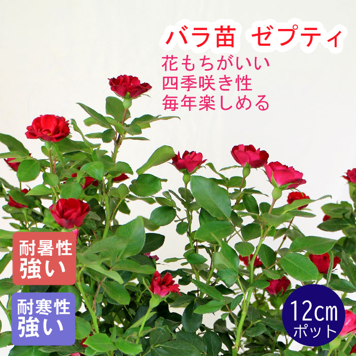 楽天市場 バラ 苗 ローズ ゼプティ 12ｃｍ鉢 育てやすい ミニバラ バラ苗 ガーデニング 園芸 花の大和 楽天市場店