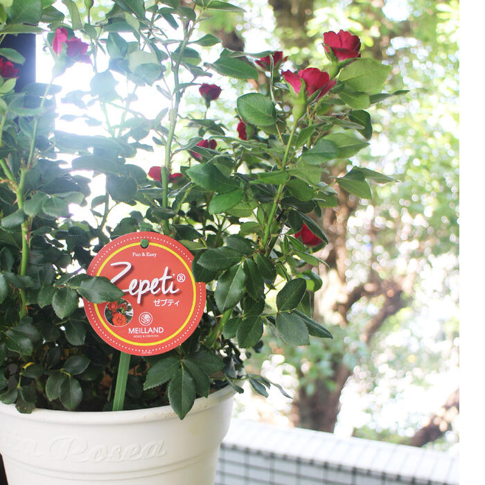 バラ 苗 12ｃｍ鉢 ローズ ゼプティ バラ苗 育てやすい ミニバラ