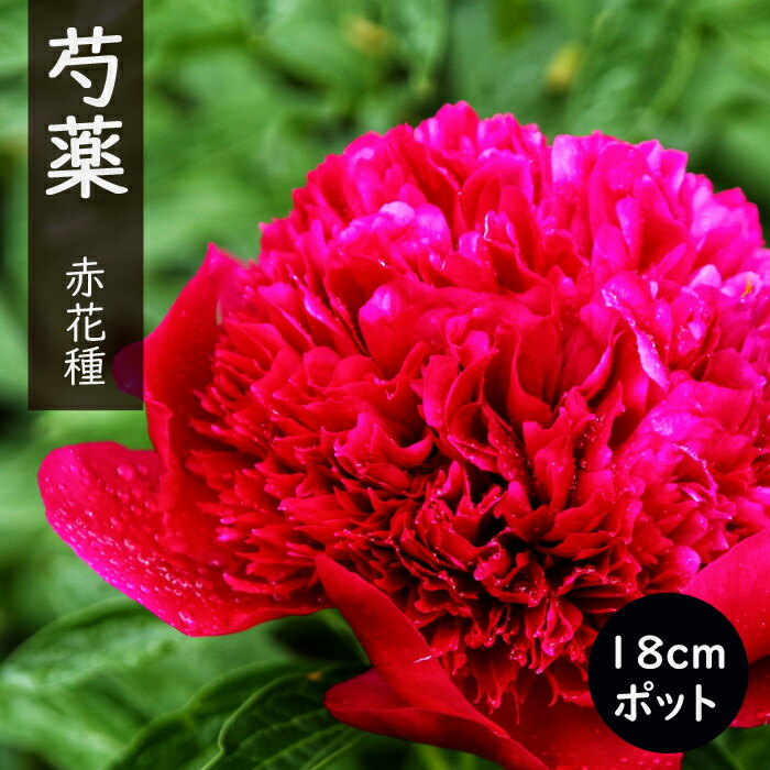 楽天市場】秋植え球根 芍薬 8〜9芽つき 超特大株 しゃくやく