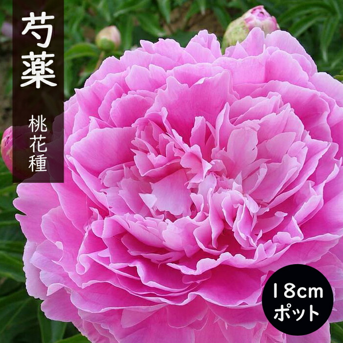 芍薬苗8株(球根のみ) 驚きの値段 芍薬苗8株(球根のみ) （シャクヤクの球根｜タキイ