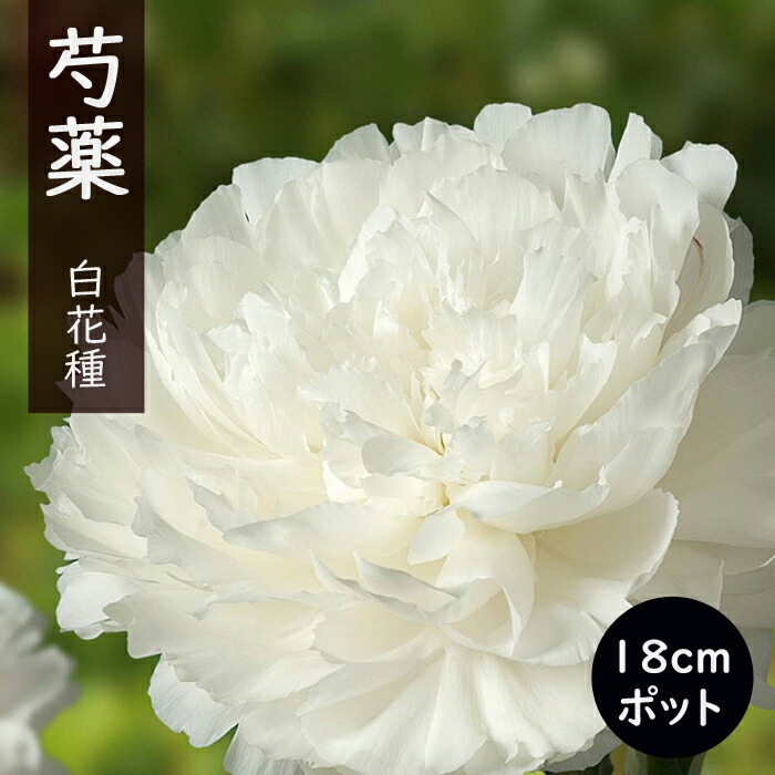 芍薬苗8株(球根のみ) 楽天市場】秋植え球根 芍薬 8〜9芽つき 超特大株 しゃくやく