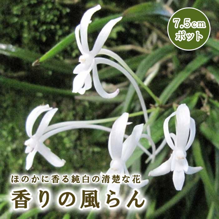 t*o様 山野草 野生蘭 えびね エビネ(超珍品！地エビネ黄花香り・4月24日写 t*o様 山野草 野生蘭 えびね エビネ(超珍品！地エビネ黄花香り・