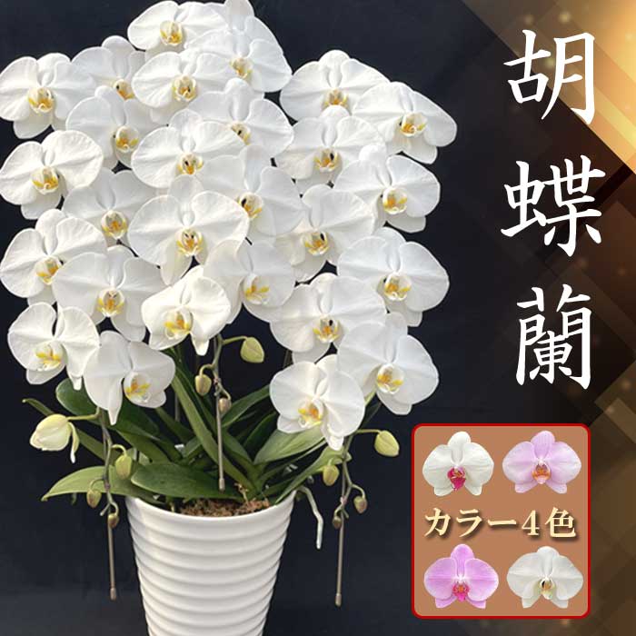 楽天市場】コチョウラン（ミニ胡蝶蘭：トウガラシ） 8.5号 陶器鉢 1鉢