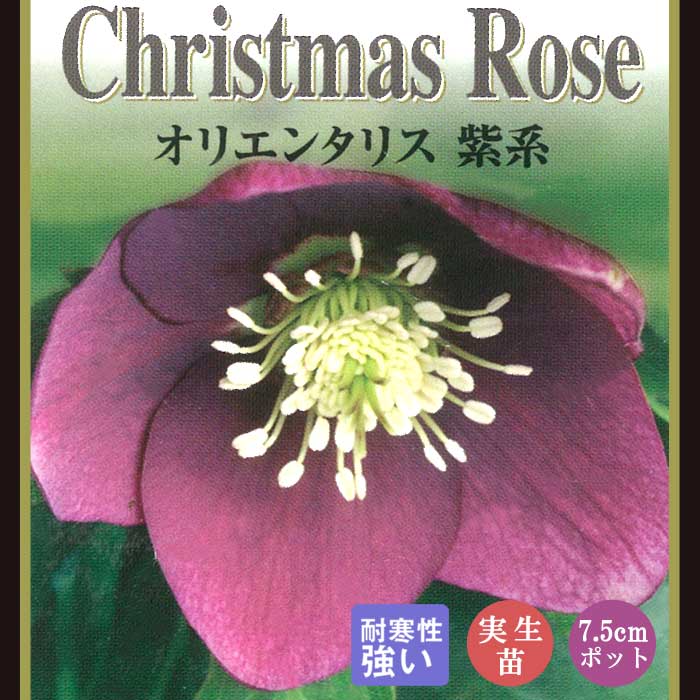 楽天市場】クリスマスローズ チベタヌス 花苗 原種クリスマス