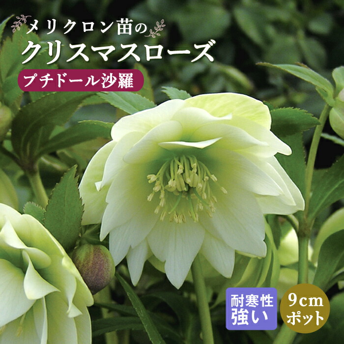 楽天市場】クリスマスローズ苗 プチドール沙羅 9cmポット 横山園芸