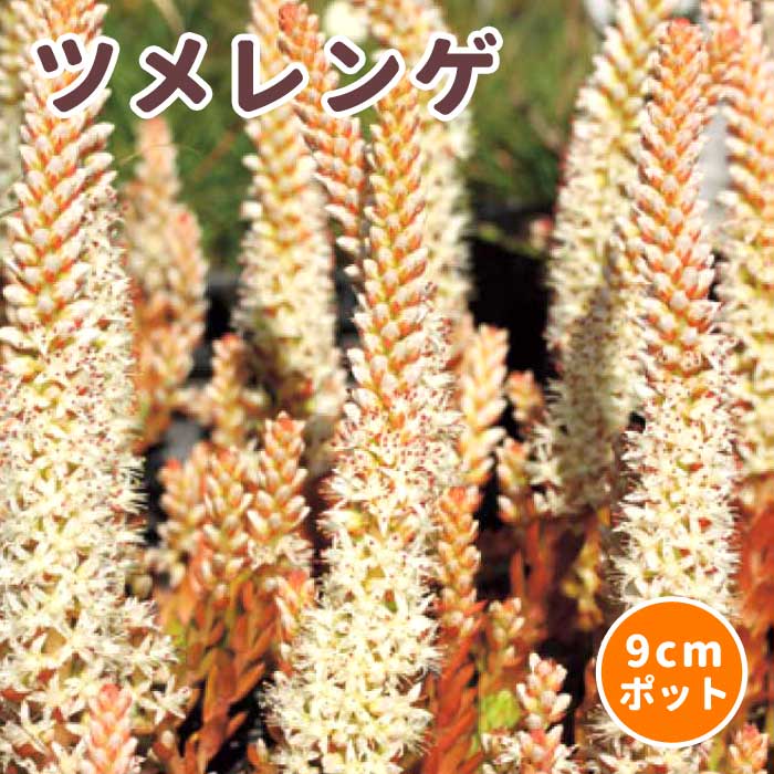 チャー　おまとめ　対馬爪蓮華　新氷砂糖、オブツーサ錦　3点 2025年最新】白雪爪蓮華の人気アイテム - メルカリ