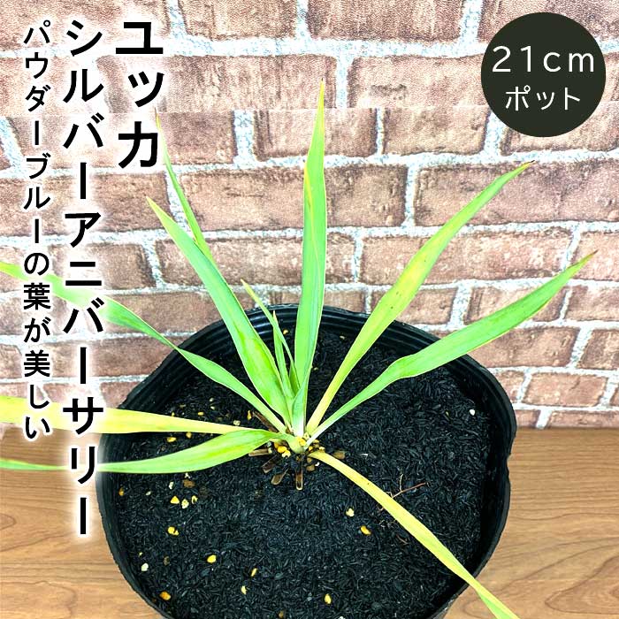 楽天市場】ユッカ リギダ 3.5号ポット苗 耐寒性 耐暑性 丈夫