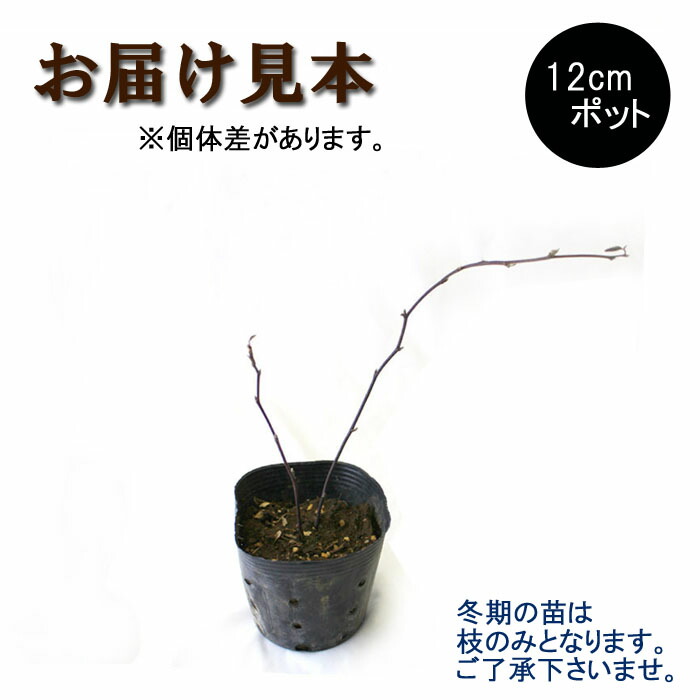 ラズベリー 苗木 １２ｃｍポット ジャンボブラックベリー 園芸 果樹 Berry 小果樹