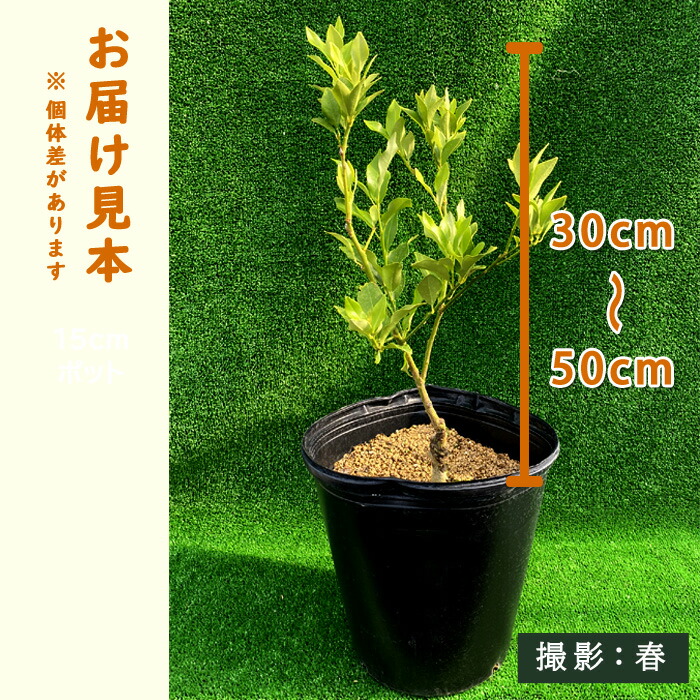 金柑苗木ぷちまる大苗