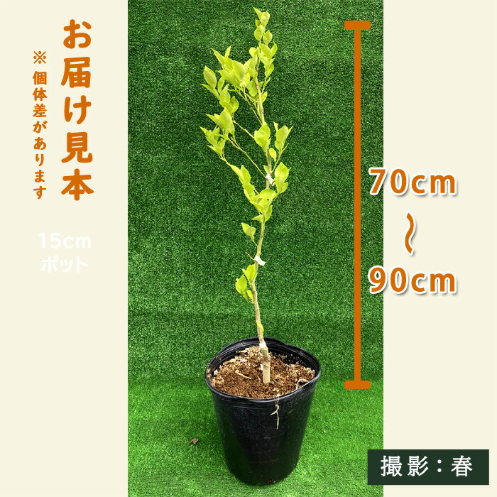 市場 カボス 大分1号 ２４cmポット 苗木 かぼす 選抜カボス